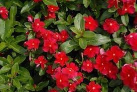Heirloom Catharanthus Flower seeds for Planting Seasonal Bloomer Heirloom & GMO Free Seeds for Home Garden 
 
 Sale for planting in home garden