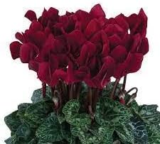 Burgundy Cyclamen Flower seeds for Planting Fragrant Blossoms Heirloom & GMO Free Seeds for Home Garden 
 
 Sale seeds for home garden planting