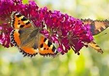 Pink Buddleia Davidii Flower seeds for Planting - Colorful Display, Heirloom & GMO Free Seeds for Home Garden
 
 Sale seeds for planting in home garden
