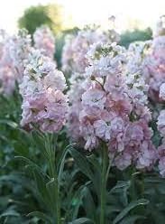 Baby Pink Matthiola Incana Flower seeds for Planting - Fragrant Blossoms, Heirloom & GMO Free Seeds for Home Garden
 
 Sale for planting in home garden