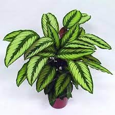 aglaonema seeds online Aglaonema Flower seeds for Planting - Low Maintena