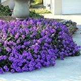 Purple Verbena Tenuisecta Flower seeds for Planting - Drought Tolerant, Heirloom & GMO Free Seeds for Home Garden
 
 Sale for planting in home garden