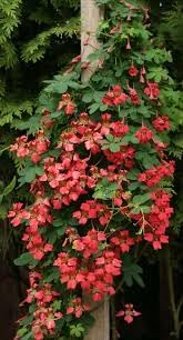 Heirloom Scottish Flame Flower seeds for Planting Colorful Display Heirloom & GMO Free Seeds for Home Garden 
 
 Sale for planting in home garden