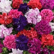 Cascade Flower seeds for Planting Compact Growth Heirloom & GMO Free Seeds for Home Garden 
 
 Sale seeds for home garden planting