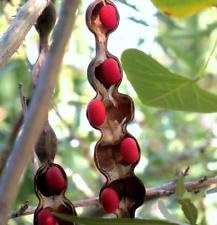 Red Sophora Flower seeds for Planting Easy to Grow Heirloom & GMO Free Seeds for Home Garden 
 
 Sale seeds for home garden planting