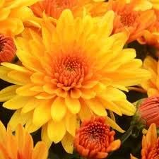 Chrysanthemum Flower seeds for Planting - Bright Blooms, Heirloom & GMO Free Seeds for Home Garden
 
 Sale for planting in home garden.