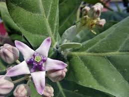 Calotropis Flower seeds for Planting - Drought Tolerant, Heirloom & GMO Free Seeds for Home Garden
 
 Sale for planting in home garden