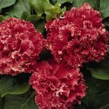 Double Pelleted Petunia Flower seeds for Planting Cottage Garden Essential Heirloom & GMO Free Seeds for Home Garden 
 
 Sale for planting in home garden