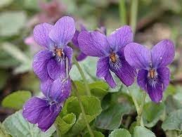 Viola Odorata Flower seeds for Planting - Vibrant Colors, Heirloom & GMO Free Seeds for Home Garden
 
 Sale seeds for planting in home garden