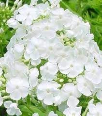 Drummondii Flower seeds for Planting - Long Bloom Season, Heirloom & GMO Free Seeds for Home Garden
 
 Sale seeds for planting in home garden