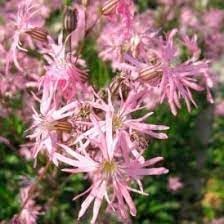 Heirloom Lychnis FlosCuculi Flower seeds for Planting Garden Favorite Heirloom & GMO Free Seeds for Home Garden 
 
 Sale for planting in home garden