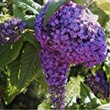 Purple Heliotrope Flower seeds for Planting - Vibrant Colors, Heirloom & GMO Free Seeds for Home Garden
 
 Sale for planting in home garden.
