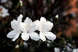 Azalea Blanco Flower seeds for Planting Fragrant Blossoms Heirloom & GMO Free Seeds for Home Garden 
 
 Sale for planting in home garden