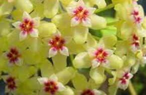 Green-Red Hoya Flower seeds for Planting - Long Bloom Season, Heirloom & GMO Free Seeds for Home Garden
 
 Sale for planting in home garden.