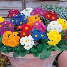 Heirloom Polyanthus Flower seeds for Planting Wildflower Mix Heirloom & GMO Free Seeds for Home Garden 
 
 Sale for planting in home garden