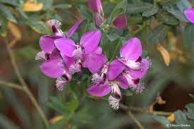 September Bush Flower seeds for Planting Cottage Garden Essential Heirloom & GMO Free Seeds for Home Garden 
 
 Sale for planting in home garden
