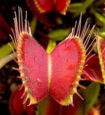 Venus Flower seeds for Planting Premium Quality Heirloom & GMO Free Seeds for Home Garden 
 
 Sale seeds for home garden planting
