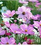Purple Landscape Autumn Flower seeds for Planting - Drought Tolerant, Heirloom & GMO Free Seeds for Home Garden
 
 Sale for planting in home garden