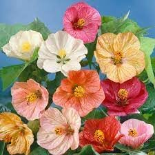 Abutilon Flower seeds for Planting Premium Quality Heirloom & GMO Free Seeds for Home Garden 
 
 Sale for planting in home garden