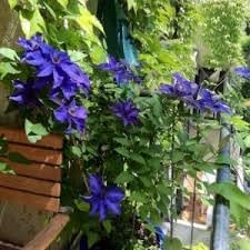 Climbing Perennial Flower seeds for Planting - Fragrant Blossoms, Heirloom & GMO Free Seeds for Home Garden
 
 Sale for planting in home garden