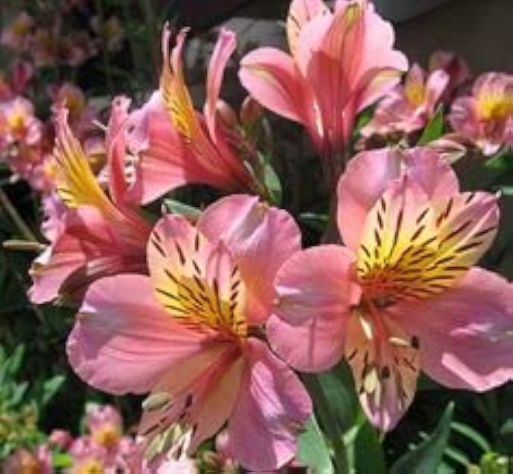 ピンクのアルストロメリアの花の種まき用 - 鮮やかな色彩、伝統種で遺伝子組み換えなしの家庭用庭園向け種子