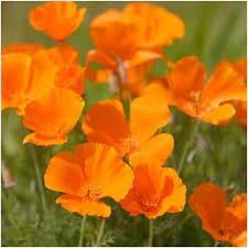 Cali Flower seeds for Planting Premium Quality Heirloom & GMO Free Seeds for Home Garden 
 
 Sale for planting in home garden