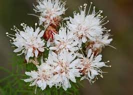 Summer Farewell Flower seeds for Planting Low Maintenance Heirloom & GMO Free Seeds for Home Garden 
 
 Sale for planting in home garden