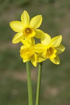 Narzissen Flower seeds for Planting - Cut Flower Favorite, Heirloom & GMO Free Seeds for Home Garden
 
 Sale for planting in home garden.