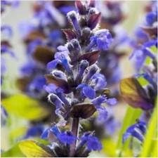 Blue Hyssopus Officinalis Flower seeds for Planting - Colorful Display, Heirloom & GMO Free Seeds for Home Garden
 
 Sale for planting in home garden