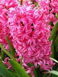 Mixed Hyacinth Flower seeds for Planting - Bright Blooms, Heirloom & GMO Free Seeds for Home Garden
 
 Sale for planting in home garden