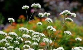 Valeriana Flower seeds for Planting Seasonal Bloomer Heirloom & GMO Free Seeds for Home Garden 
 
 Sale for planting in home garden