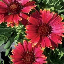 Heirloom Gaillardia Aristata Flower seeds for Planting Bright Blooms Heirloom & GMO Free Seeds for Home Garden 
 
 Sale for planting in home garden