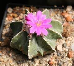 Heirloom Aztekium Flower seeds for Planting Garden Favorite Heirloom & GMO Free Seeds for Home Garden 
 
 Sale for planting in home garden