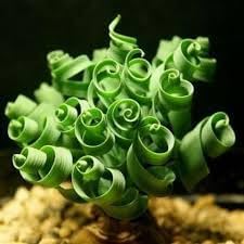 Tortilis Spiral Flower seeds for Planting Sun Loving Heirloom & GMO Free Seeds for Home Garden 
 
 Sale seeds for home garden planting