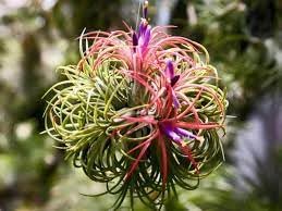 Tillandsia Flower seeds for Planting - Shade Tolerant, Heirloom & GMO Free Seeds for Home Garden
 
 Sale seeds for planting in home garden