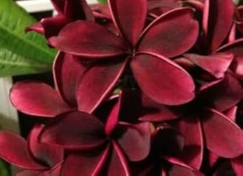 Frangipani Flower seeds for Planting - Perfect for Borders, Heirloom & GMO Free Seeds for Home Garden
 
 Sale for planting in home garden.
