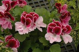 Perennial Flower seeds for Planting Seasonal Bloomer Heirloom & GMO Free Seeds for Home Garden