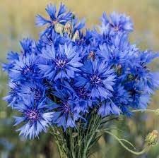 Heirloom CornFlower seeds for Planting Cottage Garden Essential Heirloom & GMO Free Seeds for Home Garden 
 
 Sale for planting in home garden