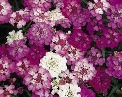 Candytuft Flower seeds for Planting - Wildflower Mix, Heirloom & GMO Free Seeds for Home Garden
 
 Sale seeds for planting in home garden
