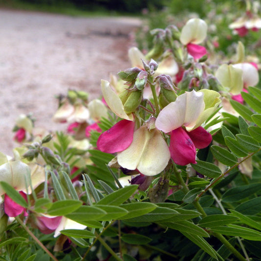 Goat's Rue Flower Seeds
