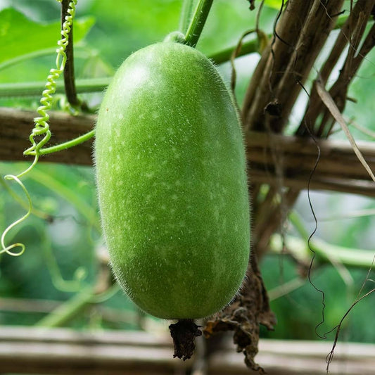 植え付け用ひょうたんの種