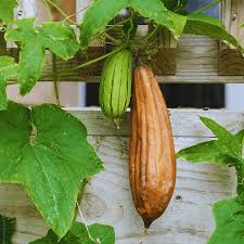 Semi di zucca per piantare
