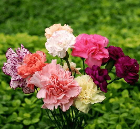 Carnation Flower seeds for Planting - Cottage Garden Essential, Heirloom & GMO Free Seeds for Home Garden