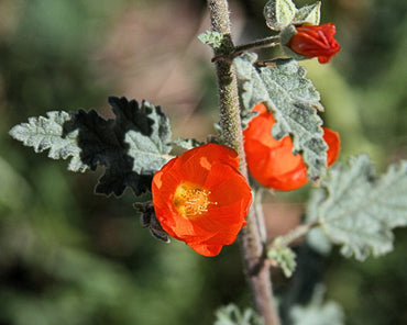 Desert Mallow Flower (Sphaeralcea Ambigua) Seeds