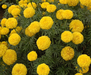 Vibrant Marigold Seeds for a Colorful Garden