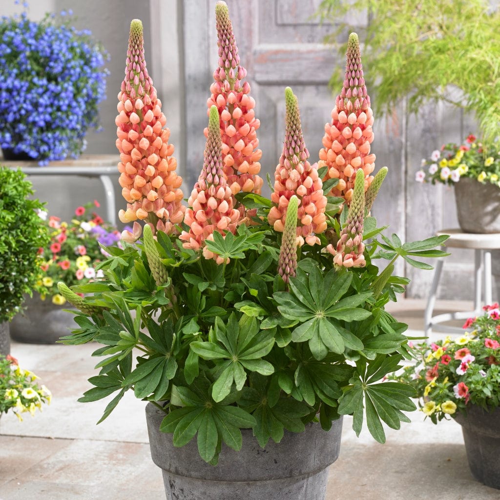 Lupine Wildflower Seeds orange yellow