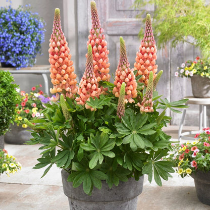 Lupine Wildflower Seeds orange yellow
