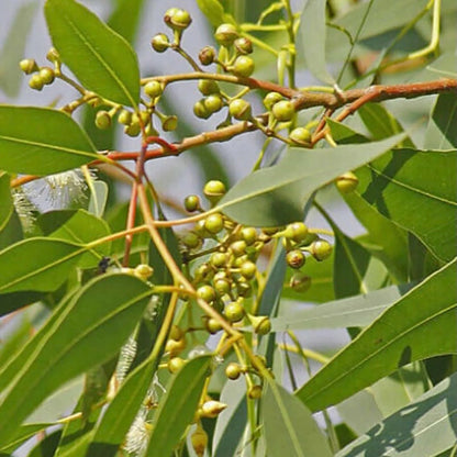 Semi di erbe al limone e eucalipto