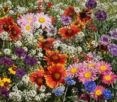 Wildflower Mix Birds Bees & Butterflies