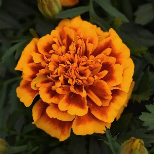 French Marigold 'Bonanza Flame' – Fiery & Vibrant Garden Flower